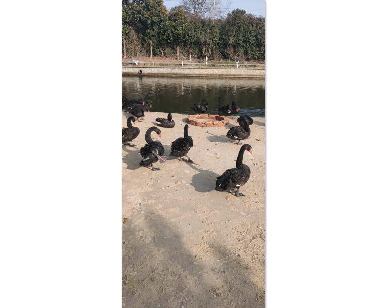 黑天鹅